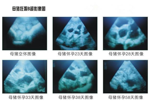 母猪妊娠B超影像图