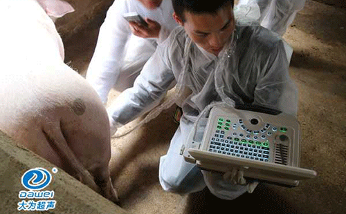 猪用B超机对猪场妊娠后期母猪的重要性分析