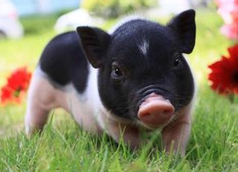 猪用b超机测孕仪检测母猪流产原因有哪些？