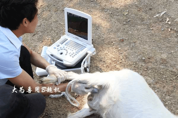 S4便携兽用B超机母羊测孕