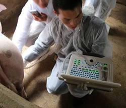 MU10笔记本B超机母猪测孕现场