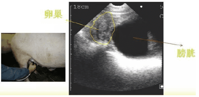 猪B超机影像