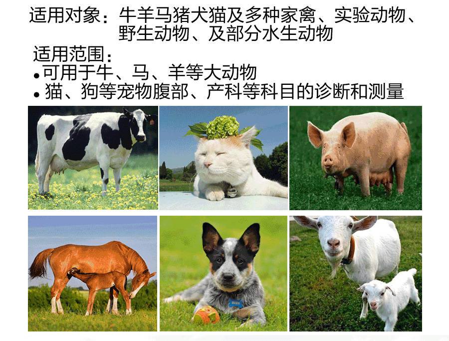 S1兽用B超机适用于牛、马、羊、猪等动物