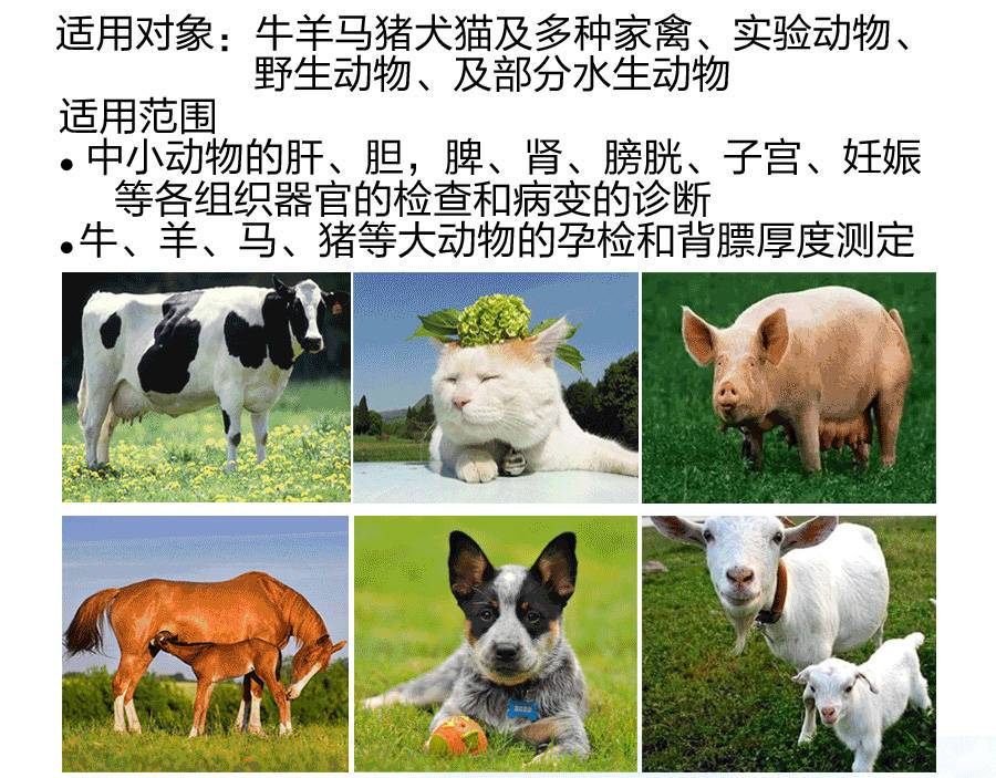 S2便携式兽用B超机适用于牛羊、猫狗等动物