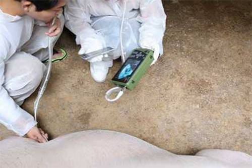 猪用B超机在养殖场的应用分析