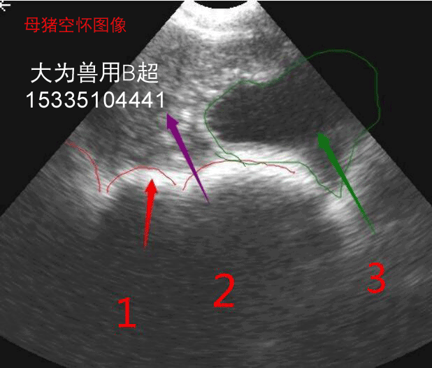 母猪b超图像