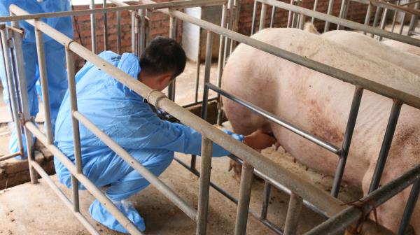 母猪b超机测孕